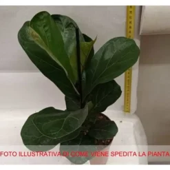 1 FICUS LYRATA BAMBINO VAS 12CM lägenhet renar luften Krukväxter Inomhus