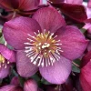 Clearance 1 HEPHERBIS ORIENTALIS I KRUKA 12CM VIT ELLER MÖRKPINK, UTEVäXTER, EVERGREEN, BALKONGBLOMMOR Blommor