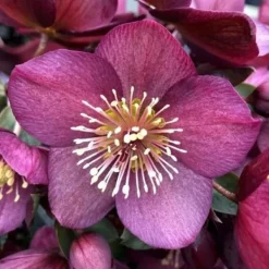 Clearance 1 HEPHERBIS ORIENTALIS I KRUKA 12CM VIT ELLER MÖRKPINK, UTEVäXTER, EVERGREEN, BALKONGBLOMMOR Blommor