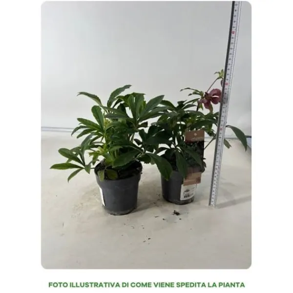 Clearance 1 HEPHERBIS ORIENTALIS I KRUKA 12CM VIT ELLER MÖRKPINK, UTEVäXTER, EVERGREEN, BALKONGBLOMMOR Blommor