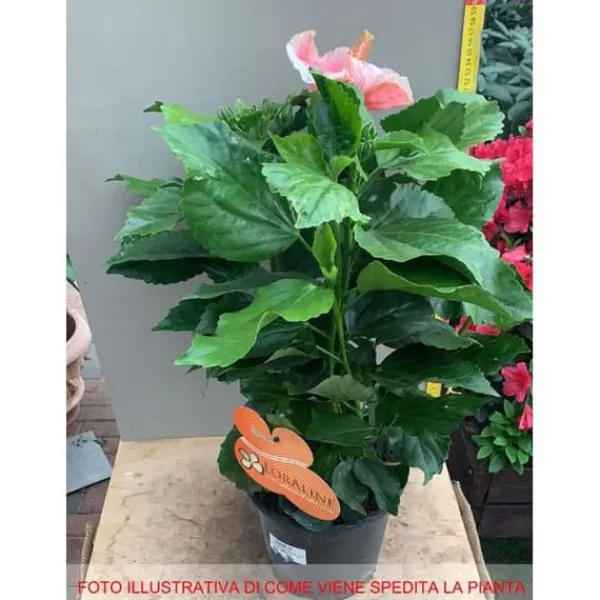 New 1 HIBISKUSPLANT I ROSA HIBISKUS I KRUKA 19CM Blommor