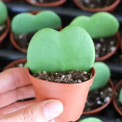 Sale 1 HJÄRTAFORMAD HOYA KERRII VAXBLOMMA VAS 6CM Krukväxter Inomhus