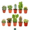 10 olika kaktusar 5,5 cm kruka i ett set