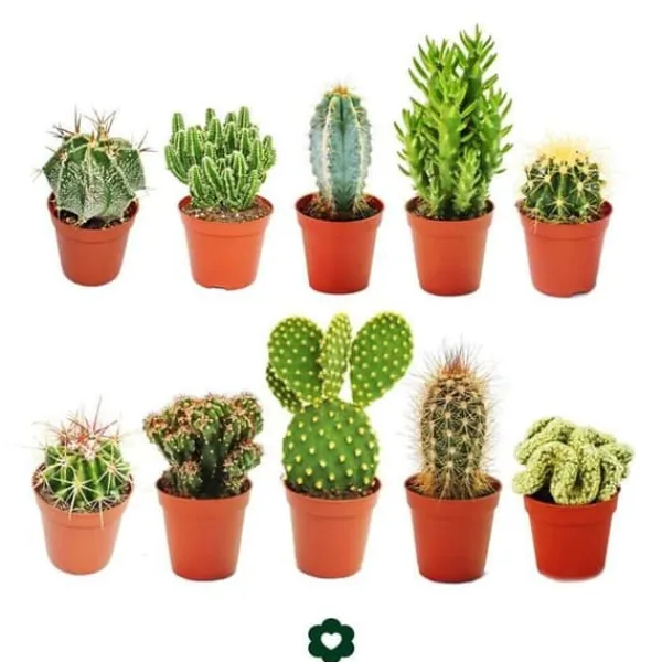 10 olika kaktusar 5,5 cm kruka i ett set