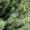1 PICEA GLAUCA VAS 23CM ALBERELLO GRAN PINE NACHT Träd