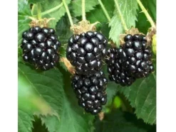 Outlet 1 Plant av Chesterbär Rubus Fruticosus med stora och söta frukter Buskar