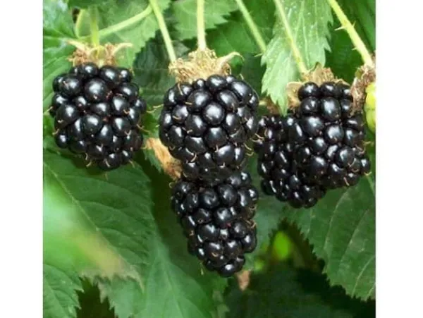 Outlet 1 Plant av Chesterbär Rubus Fruticosus med stora och söta frukter Buskar