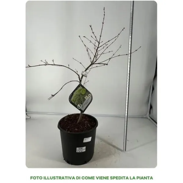 1 PLANT AV ELM DISSECTUM EMERALD LACE I KRUKA 22CM, UTOMHUSVÄXTER, LÖVTRÄD