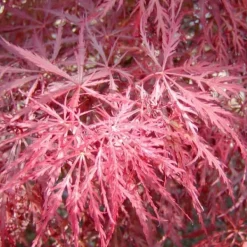 Sale 1 PLANT AV KLIBLADIGH PALMATUM DISSECTUM I VAS 22CM, VÄXTER FÖR UTE, LÖVFALLANDE Träd