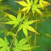 1 PLANT AV LÖVTRÄ BI HOO I KRUKA 19CM FLERFÄRGAD