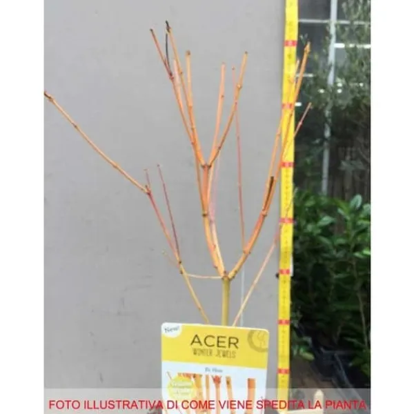 1 PLANT AV LÖVTRÄ BI HOO I KRUKA 19CM FLERFÄRGAD