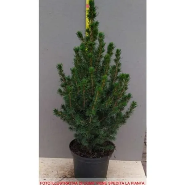 1 PLANT FORM PICEA GLAUCA CONICA POT 17CM NÅLTRÄD EVIGGRÖN