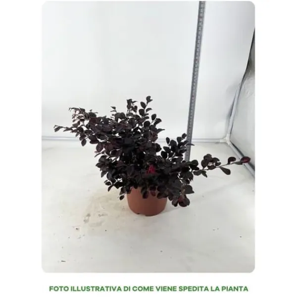 Discount 1 PLANT LOROPETALUM CHINE BLAK I VAS 19CM, UTEPLANTER, EVIGRÖN. Buskar