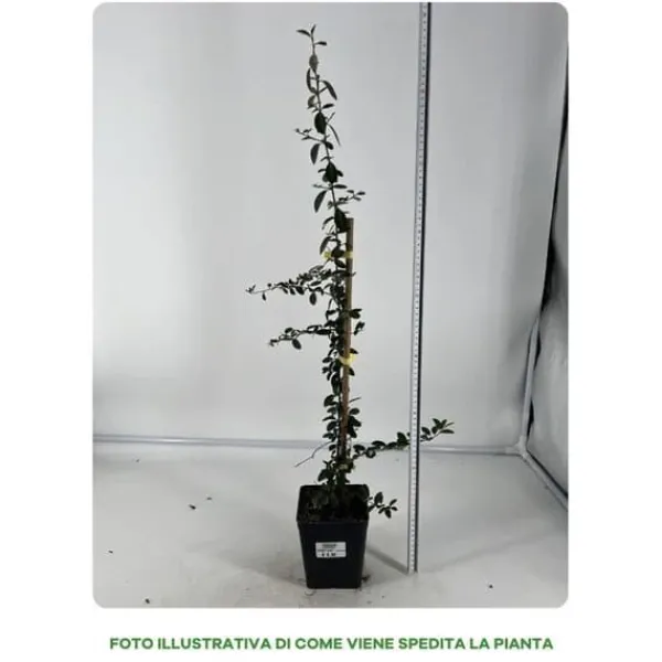 Outlet 1 PLANT PYRACANTHA YELLOW POT 12CM OUTDOOR PLANTS, EVERGREEN Buskar