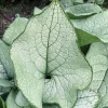 1 PLANTA AV BRUNERA ALEXANDRIA I KRUKA 17CM, UTOMHUSVÄXTER, PERENNER
