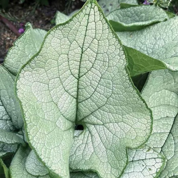 1 PLANTA AV BRUNERA ALEXANDRIA I KRUKA 17CM, UTOMHUSVÄXTER, PERENNER