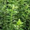 1 PLANTA AV EUONYMUS JAPONICUS MICROPHYLLUS KRUKA 13CM