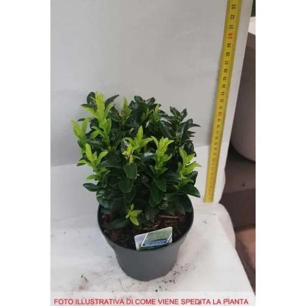 1 PLANTA AV EUONYMUS JAPONICUS MICROPHYLLUS KRUKA 13CM