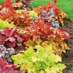 Best 1 PLANTA AV HEUCHERA VARIETET ASSORTERAD I KRVAS 12CM Trädgårdsväxter