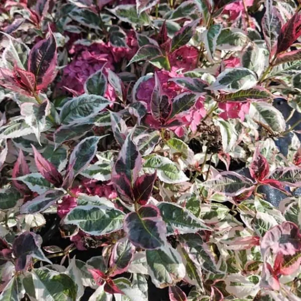 New 1 PLANTA AV HYDRANGEA EUPHORIA ROSA I KRUKA 19CM, UTEPLANTOR, LÖVVERK. Buskar