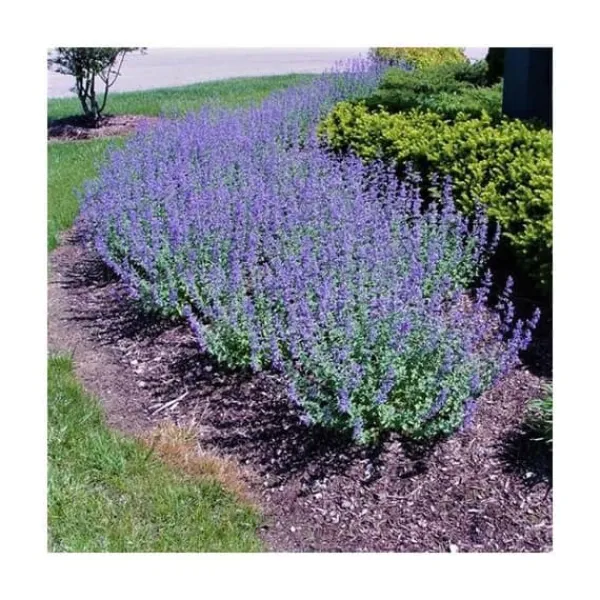 Sale 1 PLANTA AV NEPETA MUSSINII KATTGRÄS I KRUKA 16CM Trädgårdsväxter