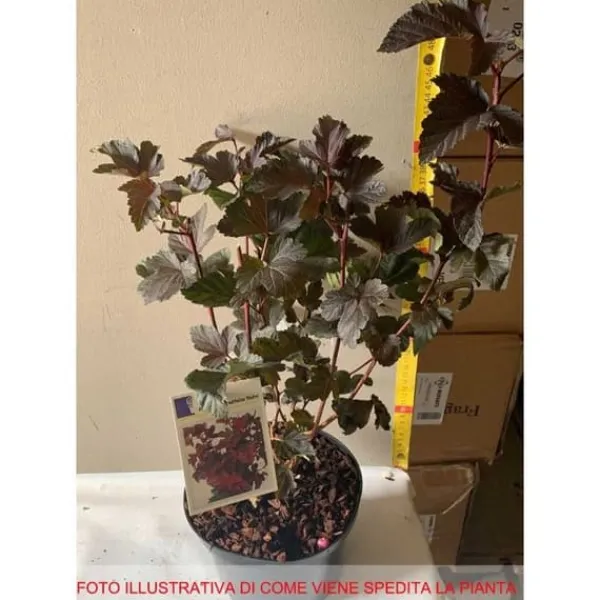 Best 1 PLANTA AV PHYSOCARPUS OPULIFOLIUS ANDRE KÅPA 17CM lövfällande Buskar