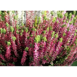 Discount 1 RÖD HEATH PLANTA I 12CM KRUKA, UTEVÄXTER, STÄNDIGGRÖN, BALKONGBLOMMNAR Trädgårdsväxter