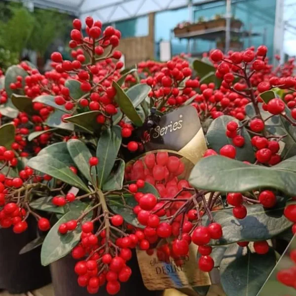 Sale 1 SKIMMIA JAPONICA DESIRE VÄXT I KRUKA 19CM Krukväxter Inomhus