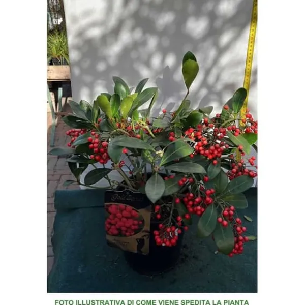 Sale 1 SKIMMIA JAPONICA DESIRE VÄXT I KRUKA 19CM Krukväxter Inomhus