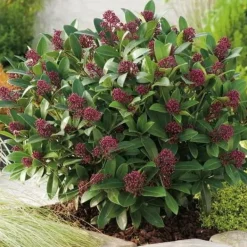 Outlet 1 SKIMMIA RUBELLA VÄXTA 12CM GRÖN Buskar