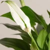 1 SPATHIPHYLLUM PEARL VÄXTSKÅL 9CM SPATIFILLO INNEVÄXTI