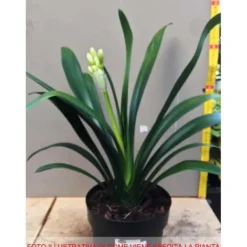 Clearance 1 ST CLIVIA MINIATA APPELSIN I KRUKA 15CM Perenner, städsegröna Krukväxter Inomhus