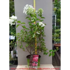 1 ST HYDRANGEA ORTENSIA PANICULATA DIAMANT ROUGE KRUKA 18CM lövfällande Buskar