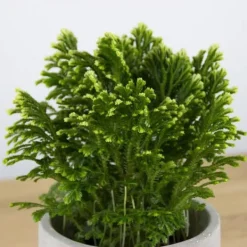 1 ST SELAGINELLA MARTENSII JORI I KRUKA 12CM