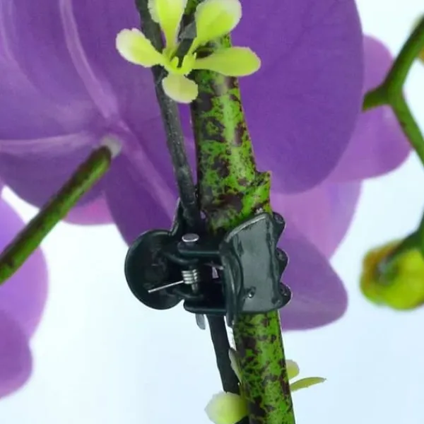 Sale 100 st Trädgård Klämma växt Orkidé Blomma Fixering Planta stöd Krukor & Växtbehållare