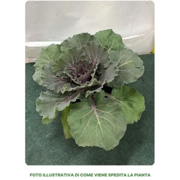 Sale 1 STYCK KÅL VÄXTER BRASSICA KRUKA 14CM, VÄXTER FÖR UTOMHUSBRUK Trädgårdsväxter