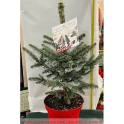 Outlet 1 STYCKE SILVERGRAN I KRUKA 26CM DVÄGSMAR Träd