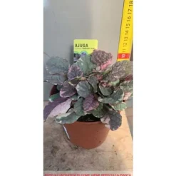 Outlet 3 STYCKEN AJUGA REPTANS MIX AV VARIANTER KRUKA 10.5CM Perennier Trädgårdsväxter