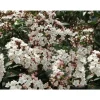 Online 1 VIBURNUM TINUS VÄXTER I 19CM KRUKA EVIGT GRÖN BUSKE Buskar