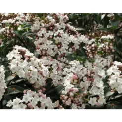 Online 1 VIBURNUM TINUS VÄXTER I 19CM KRUKA EVIGT GRÖN BUSKE Buskar