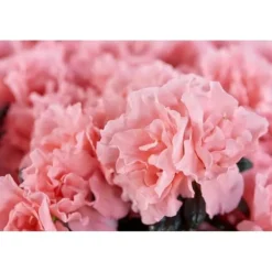 Discount 1 VÄXT AV AZALEA INDICA HORTINNO ASSORTERADE FÄRGER KRUKA 13CM Blommor