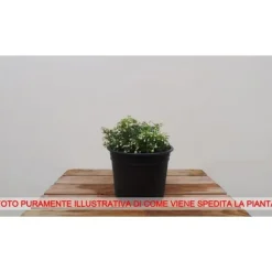 Sale 1 VÄXT AV CLEMATIS PAT. DR RUPPEL KRUKA 16CM Blommor