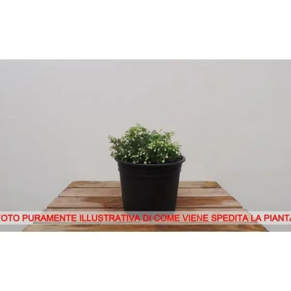 Sale 1 VÄXT AV CLEMATIS PAT. DR RUPPEL KRUKA 16CM Blommor