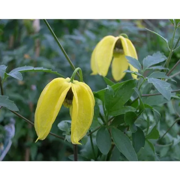 New 1 VÄXT AV CLEMATIS TIBETANA TANGUSTICA BIL KRUKA 16CM clematide Blommor