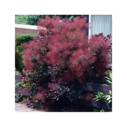 Best 1 VÄXT AV COTINUS COGGYGRIA ROYAL PURPLE VAS 15CM lövfällande Buskar