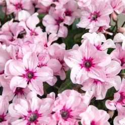 Online 1 VÄXT AV CYKLAMEN ILLUSIA PERSICUM KRUKA 13CM VÄXTER FÖR UTEBRUK Blommor