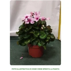 Online 1 VÄXT AV CYKLAMEN ILLUSIA PERSICUM KRUKA 13CM VÄXTER FÖR UTEBRUK Blommor