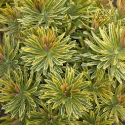 Outlet 1 VÄXT AV EUPHORBIA ASCOT I KRUKA 17CM, UTOMHUSVÄXTER, PERENNER Trädgårdsväxter