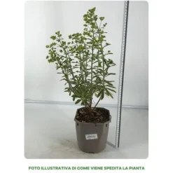 Outlet 1 VÄXT AV EUPHORBIA ASCOT I KRUKA 17CM, UTOMHUSVÄXTER, PERENNER Trädgårdsväxter