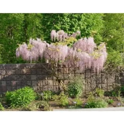 Clearance 1 VÄXT AV GLICINIA WISTERIA FLORIBUNDA ROSEA KRUKA 16CM Buskar